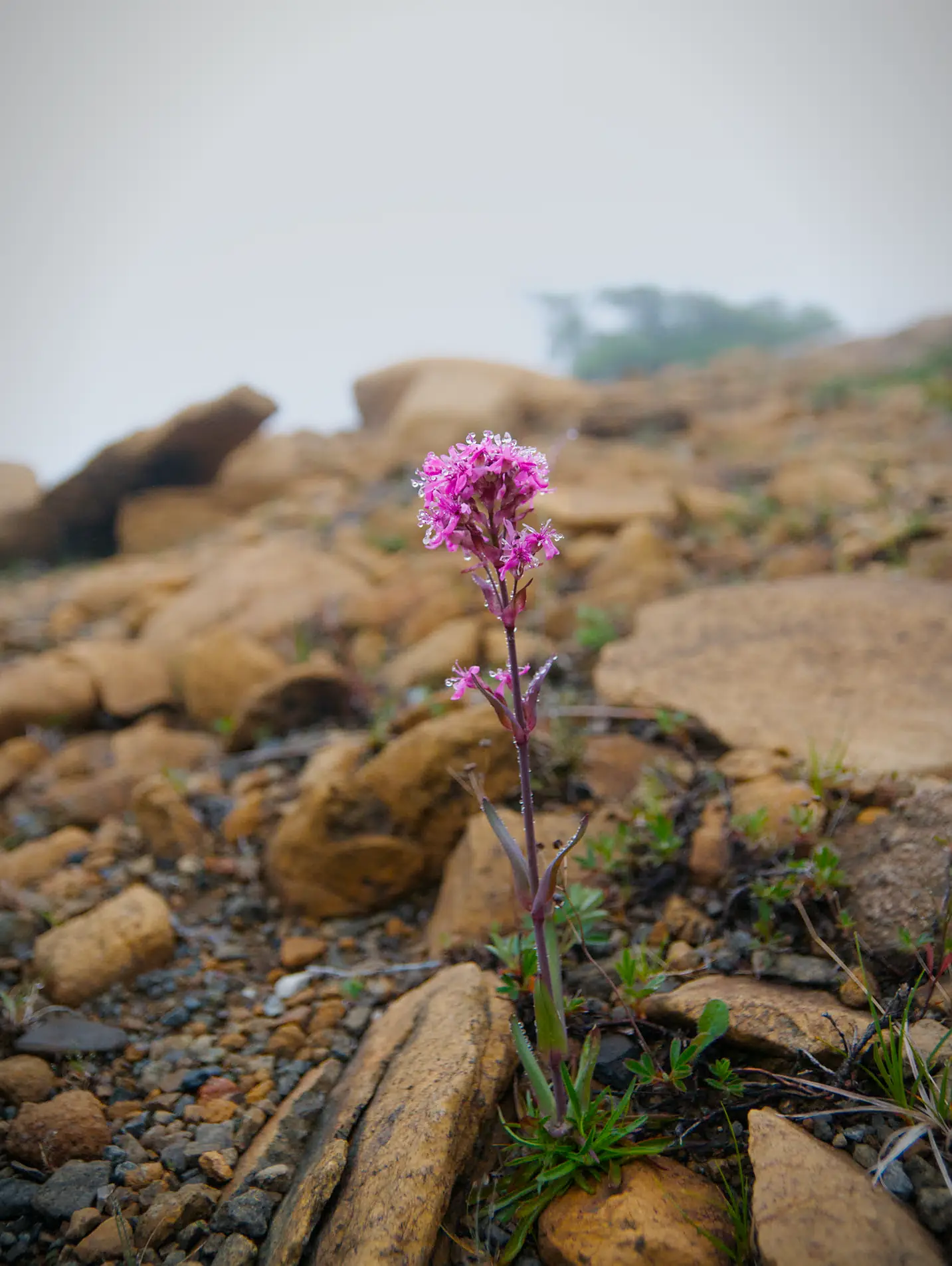 Flower growing on the Tablelands