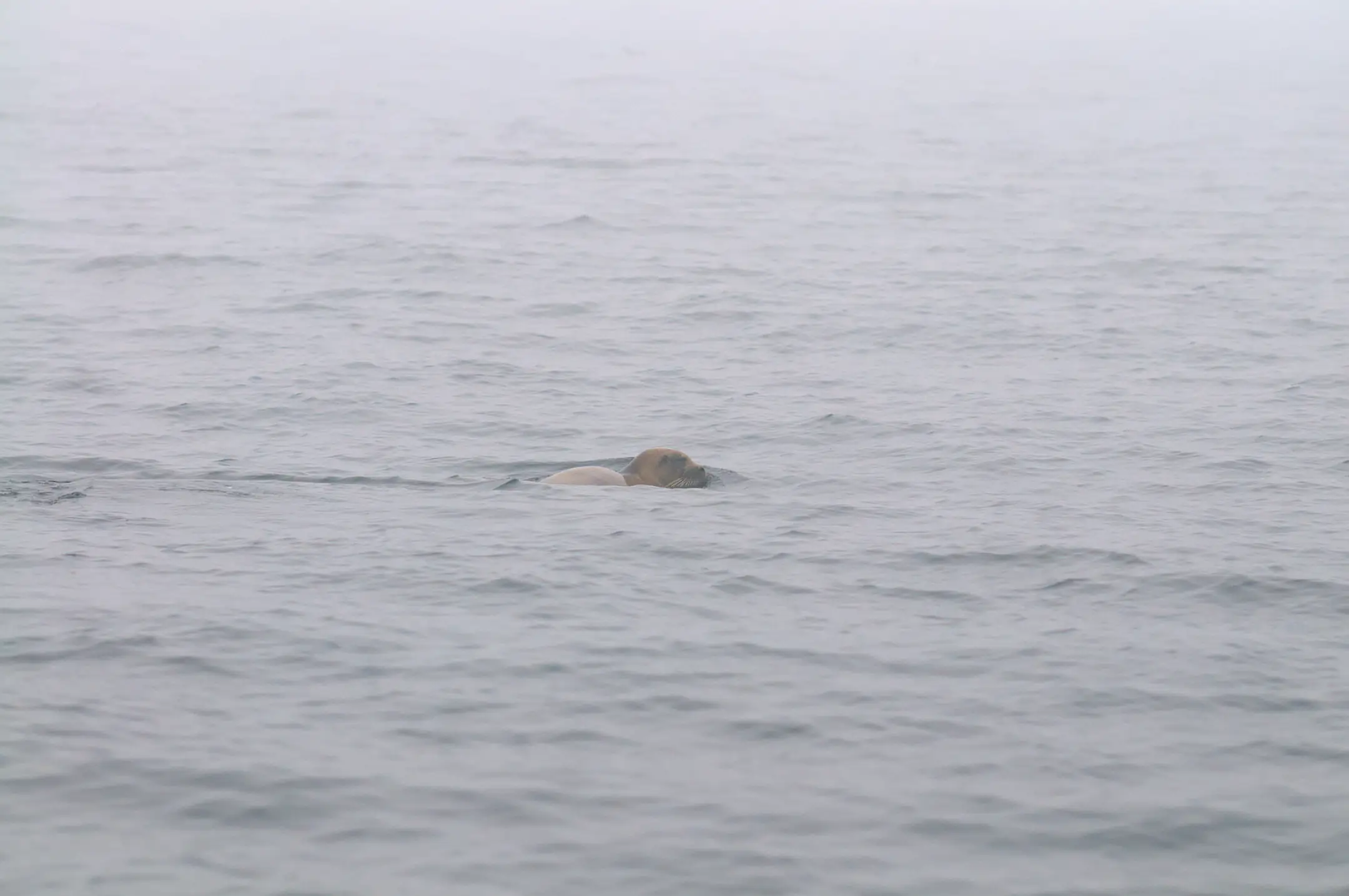 Harp seal in water