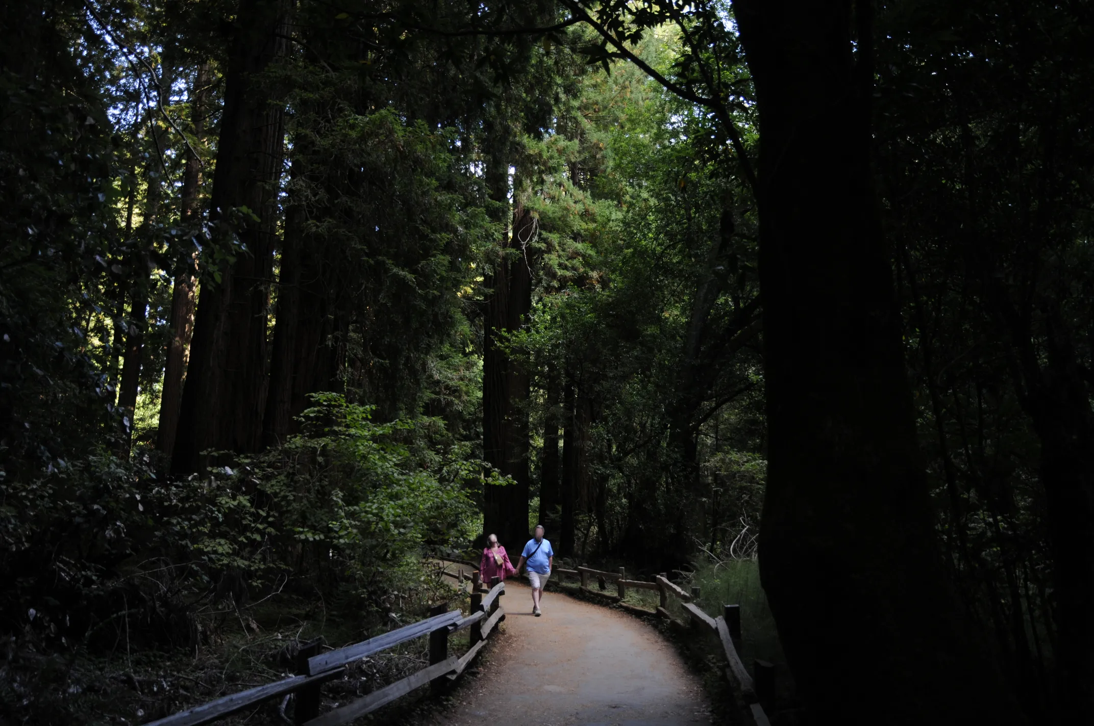 Couple walking through Muir Woods