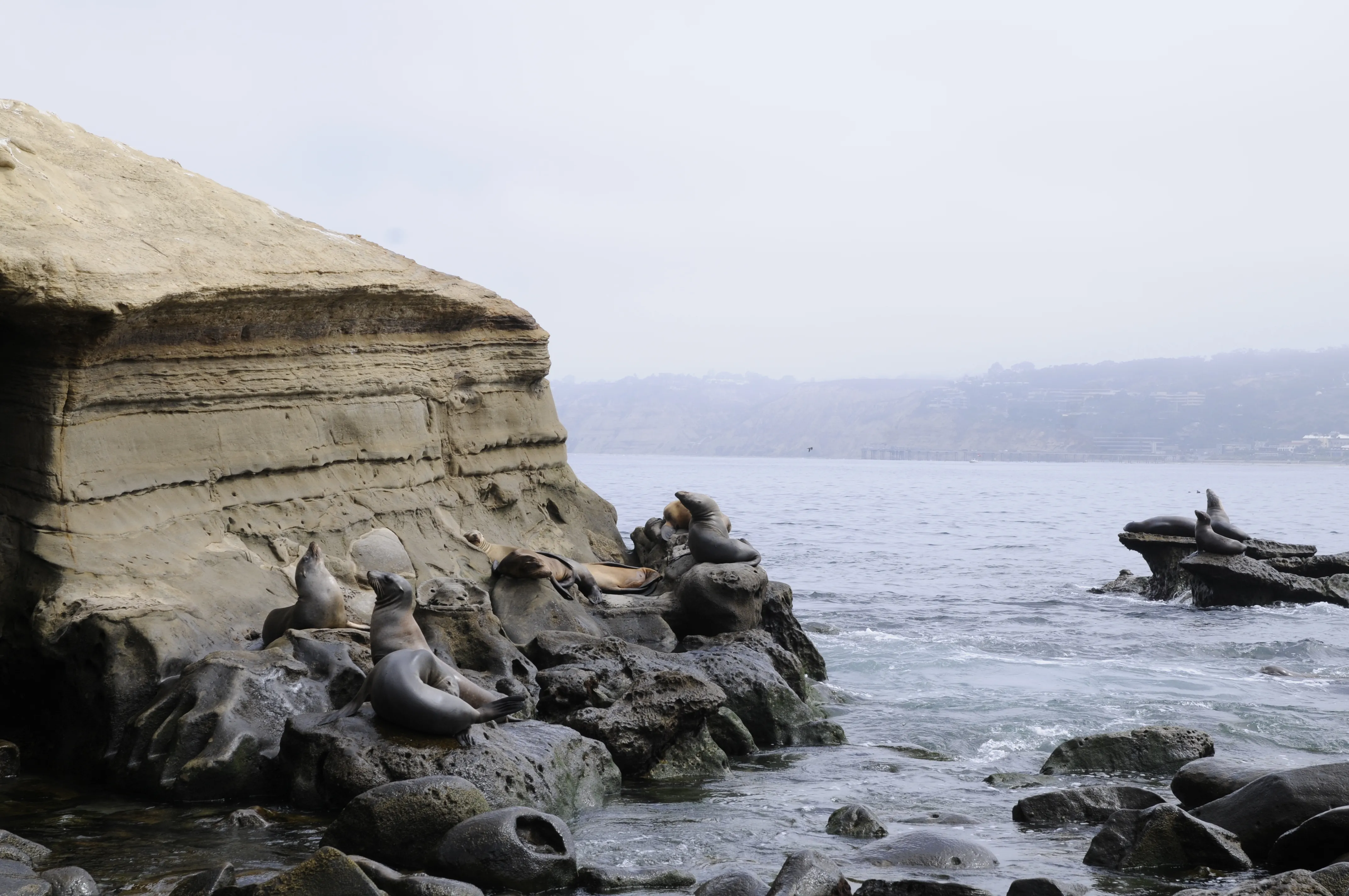 Sea lions lying on rocks
