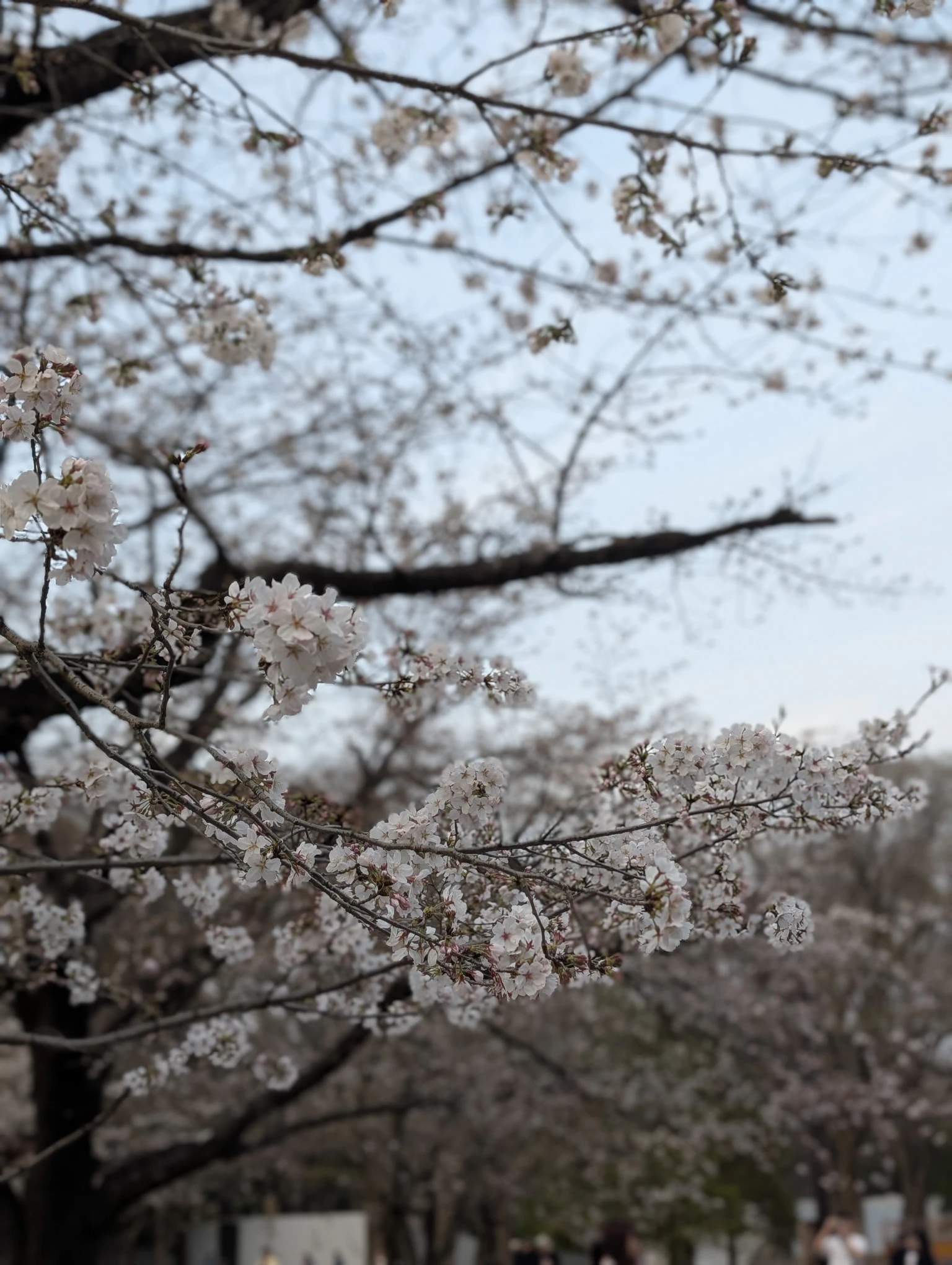 요요기 공원 벚꽃
