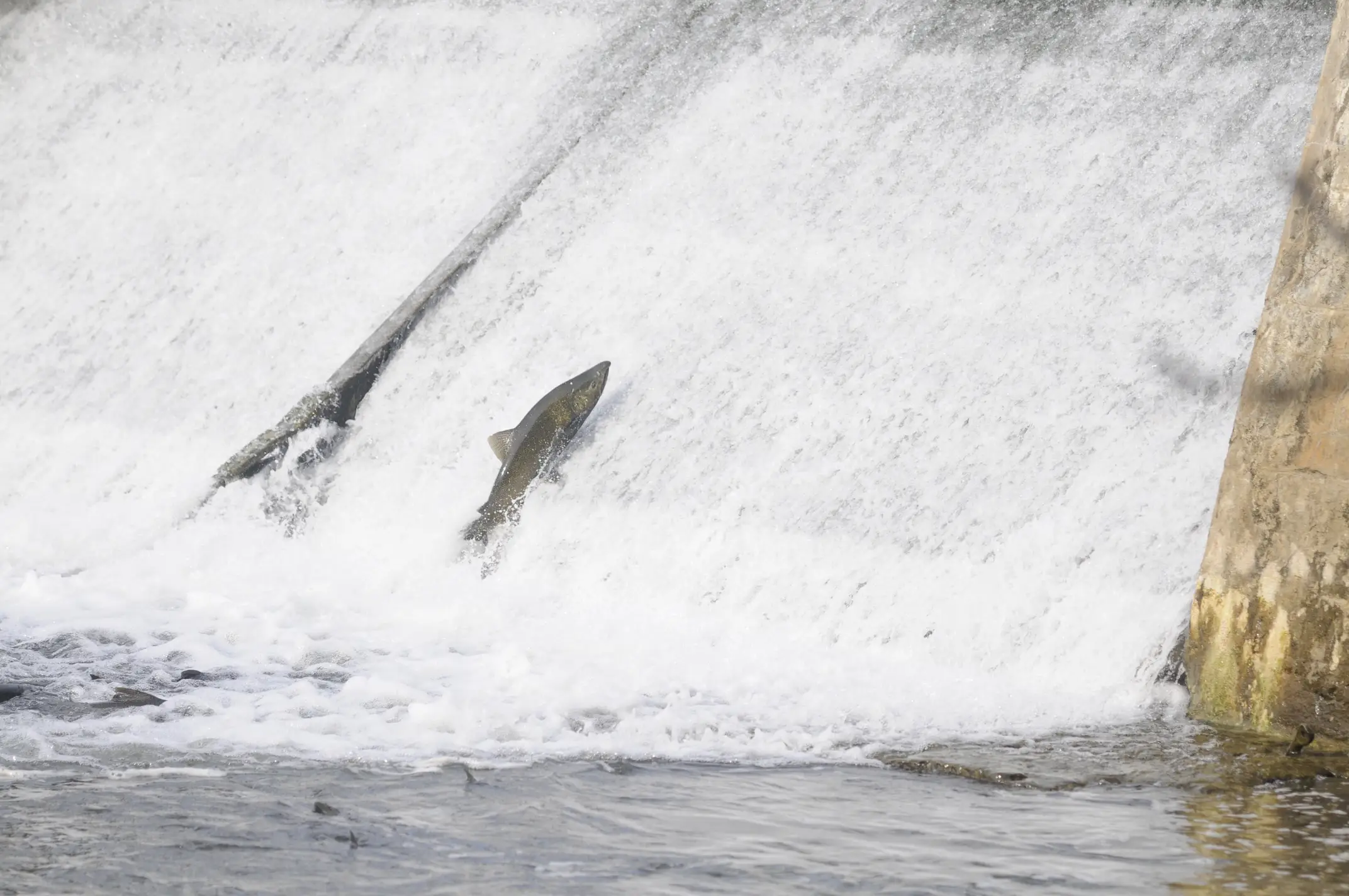 Salmon tries to swim up a slope