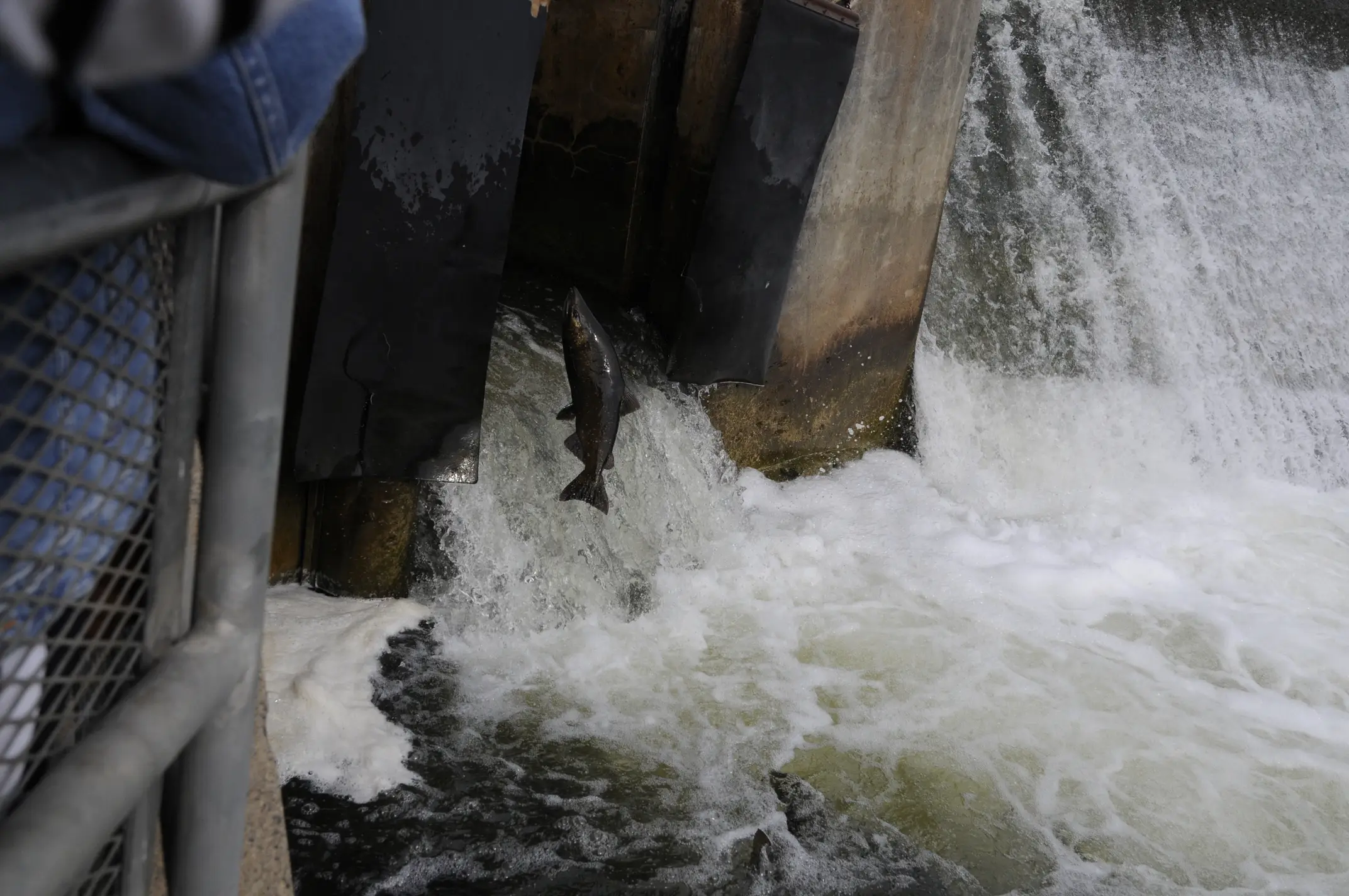 Salmon jumping into a passage made to help them migrate upstream