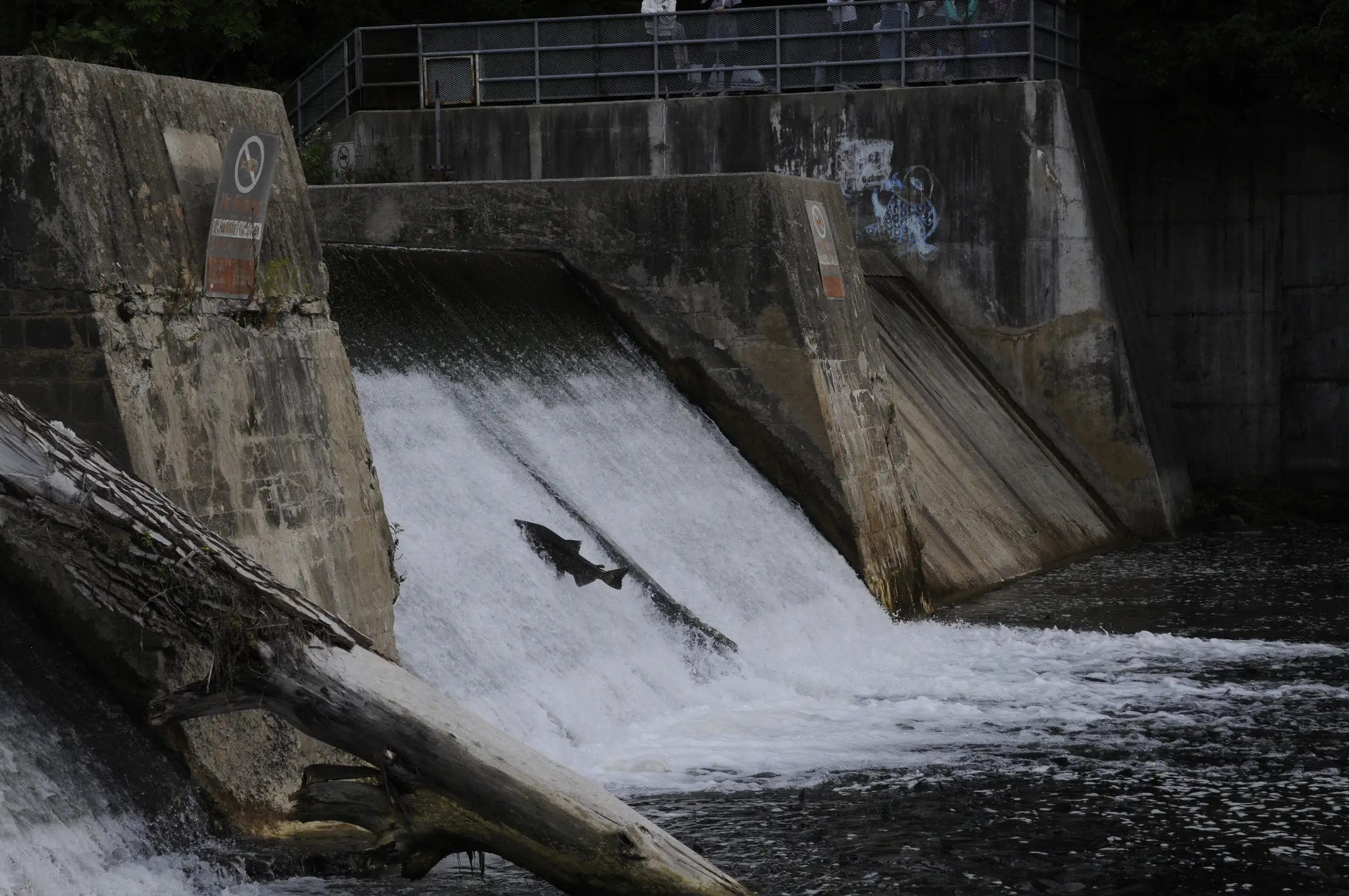 Salmon attempts to swim up a dam&rsquo;s ledge